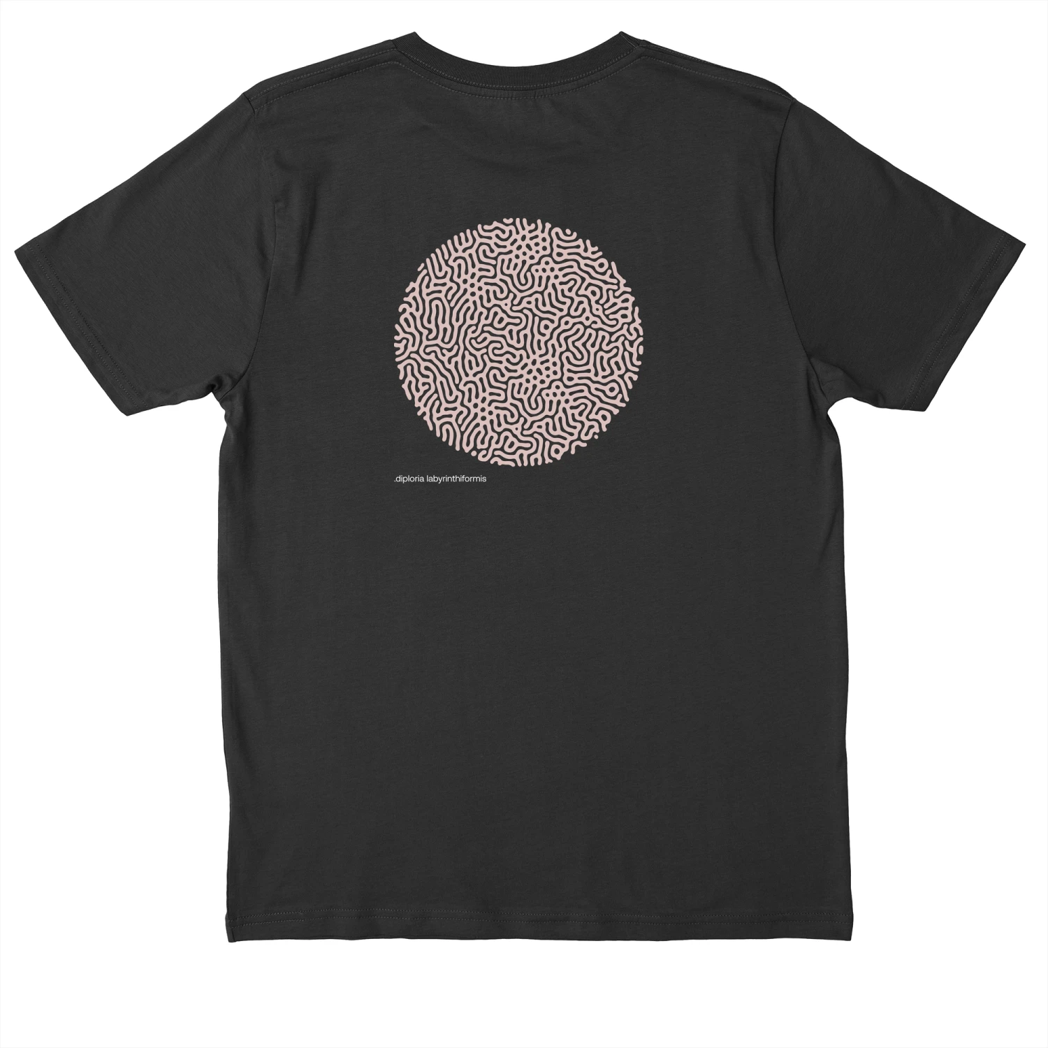 .DIPLORIA LABYRINTHIFORMIS X - Image 3