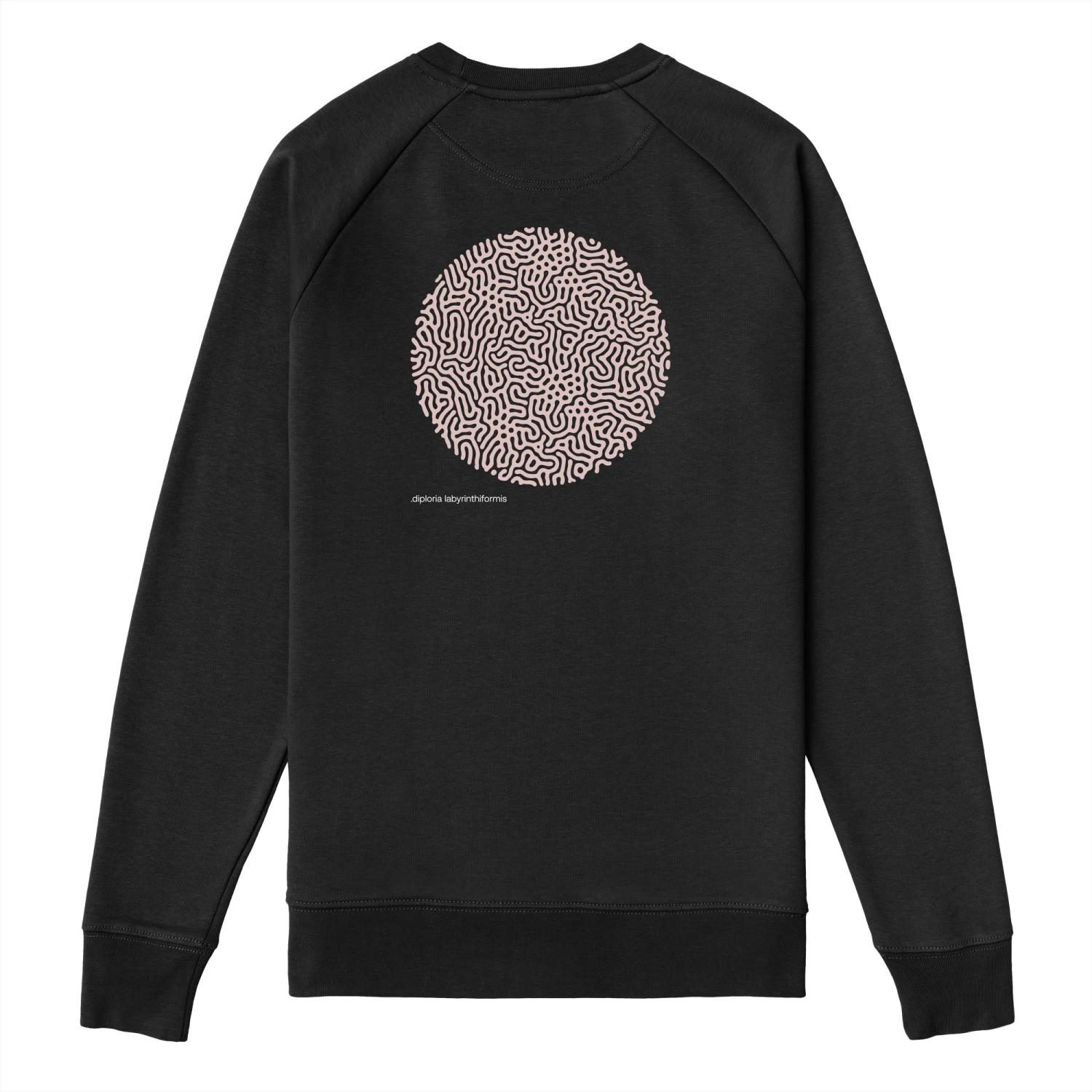 .DIPLORIA LABYRINTHIFORMIS X - Image 7