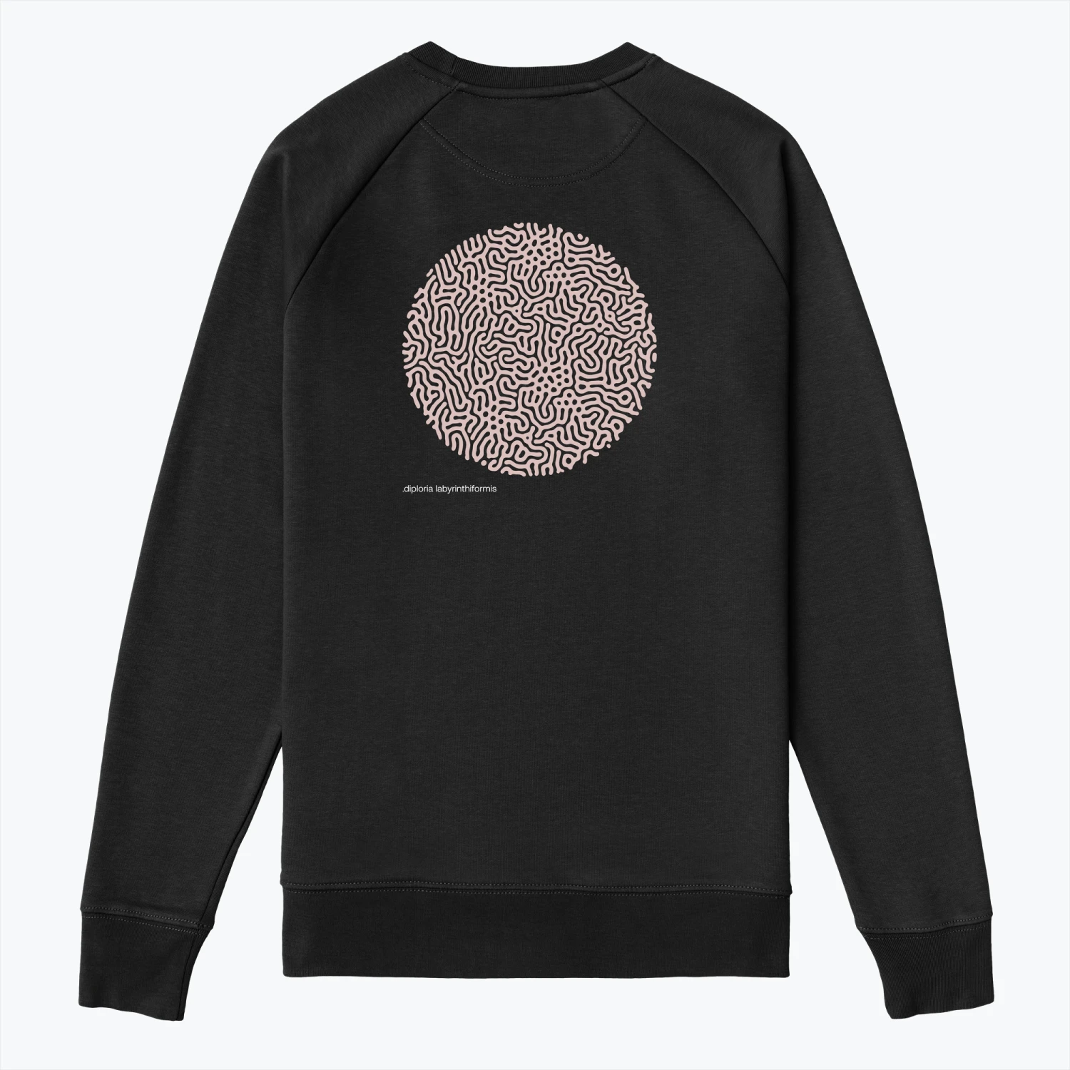 .DIPLORIA LABYRINTHIFORMIS X - Image 8