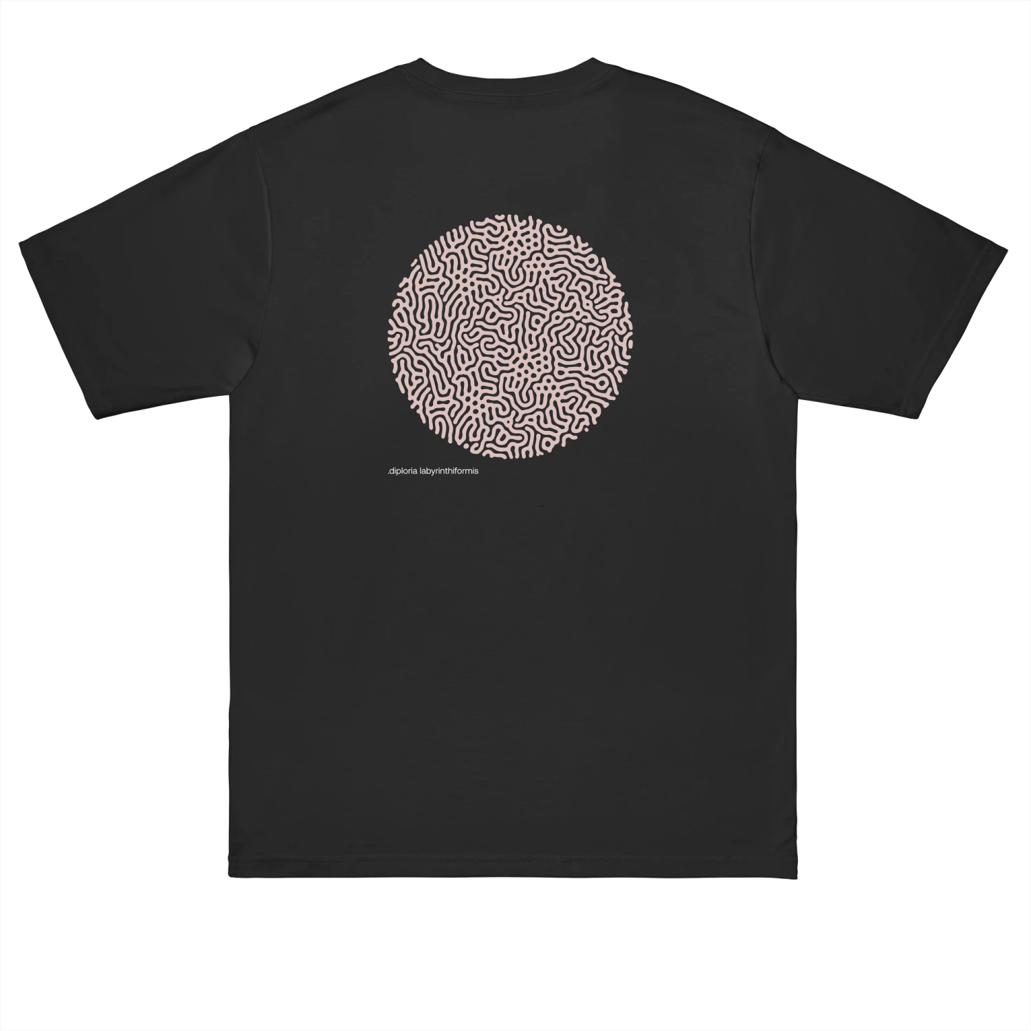 .DIPLORIA LABYRINTHIFORMIS X - Image 11