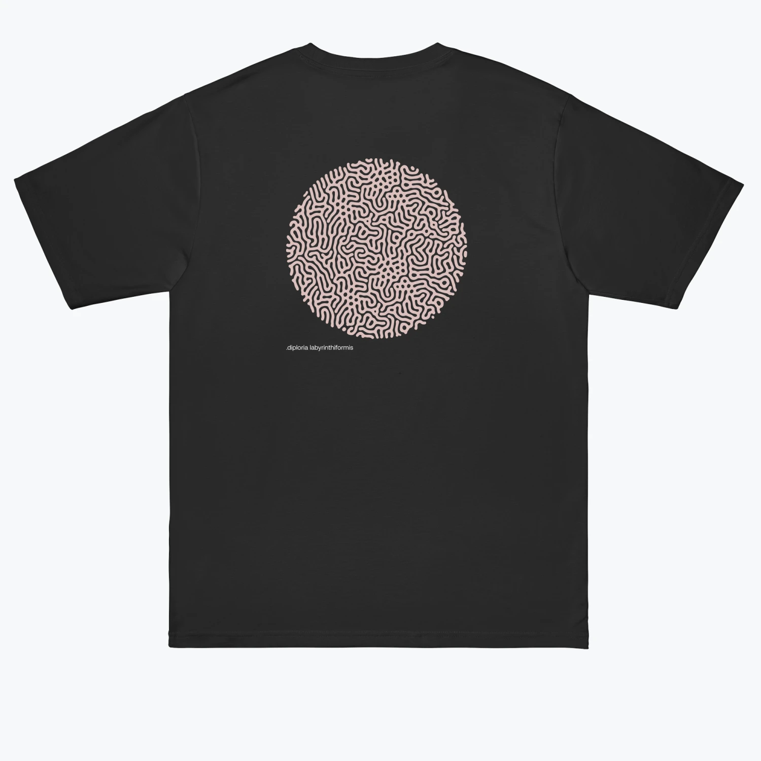 .DIPLORIA LABYRINTHIFORMIS X - Image 12