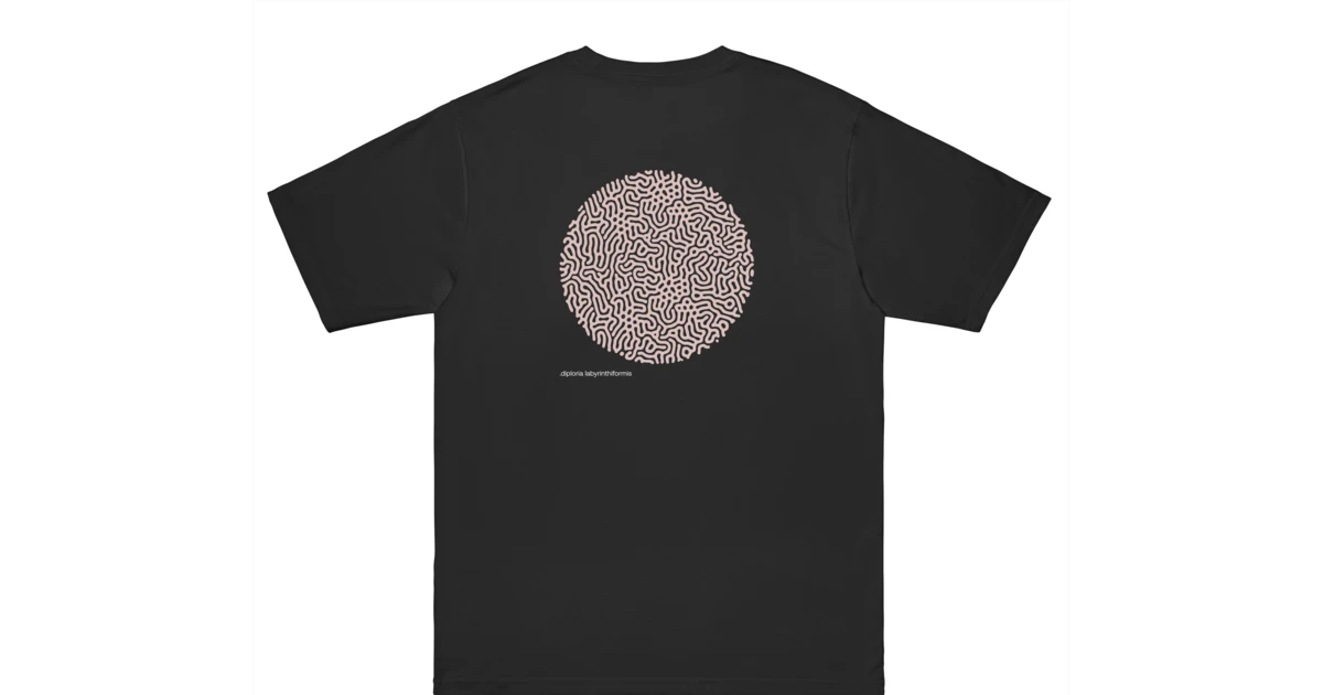 .DIPLORIA LABYRINTHIFORMIS X - Image 13